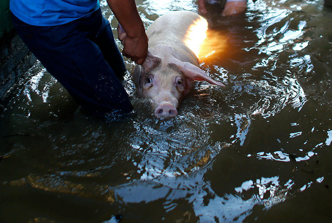 Nông dân xót xa khi trang trại lợn 10 tỷ đồng bị nước lũ tràn vào ảnh 6