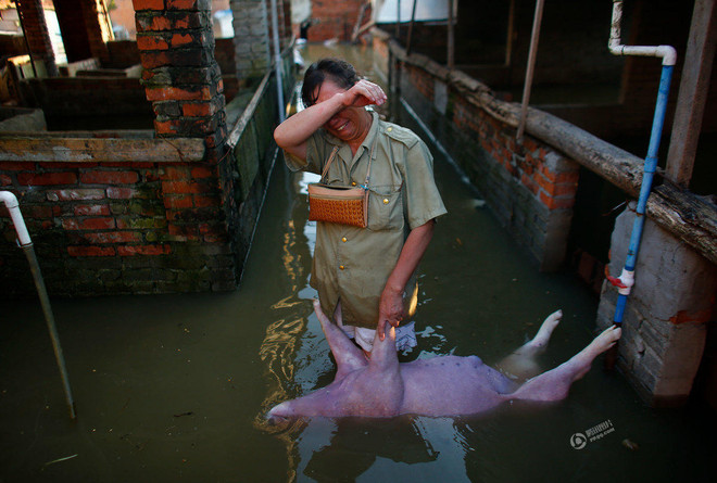 Nông dân xót xa khi trang trại lợn 10 tỷ đồng bị nước lũ tràn vào ảnh 2