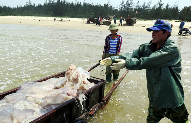 Hà Tĩnh: Hải sản đánh bắt đều tiêu thụ hết nhưng giá còn thấp ảnh 1
