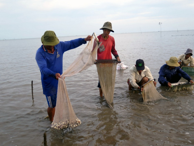 TP Hồ Chí Minh: Nghêu chết hàng loạt tại huyện Cần Giờ ảnh 5