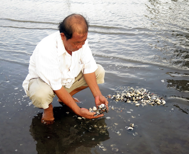 TP Hồ Chí Minh: Nghêu chết hàng loạt tại huyện Cần Giờ ảnh 2