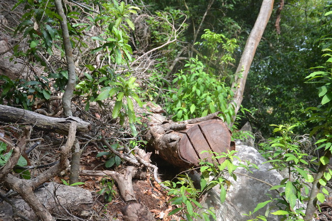 Bắt tạm giam thêm 11 đối tượng trong vụ phá rừng Thủy điện Đồng Nai 5 ảnh 1