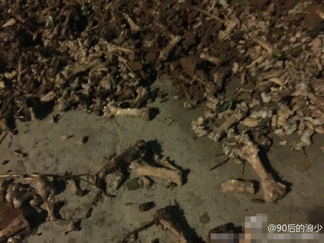 Trường học Trung Quốc dùng xương gà thối nấu canh cho học sinh ảnh 1