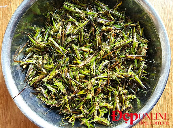 Châu chấu rang mùa gặt, món ngon của làng quê Bắc Bộ ảnh 1