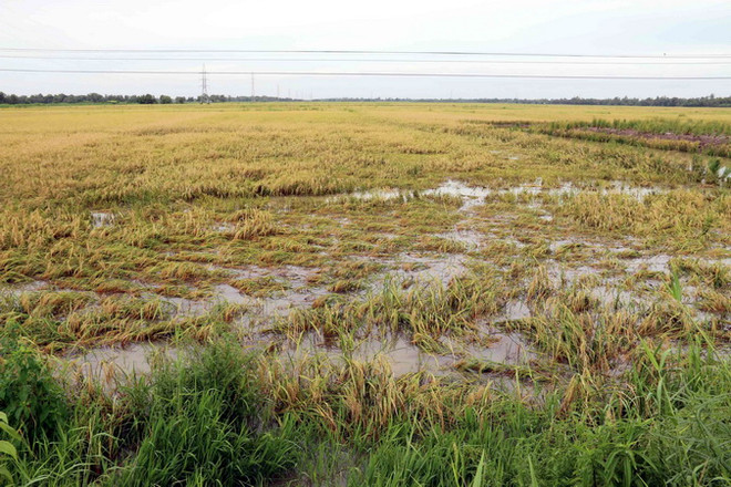 Hàng nghìn hécta lúa Hè Thu bị ngập úng do mưa lớn kéo dài ảnh 1