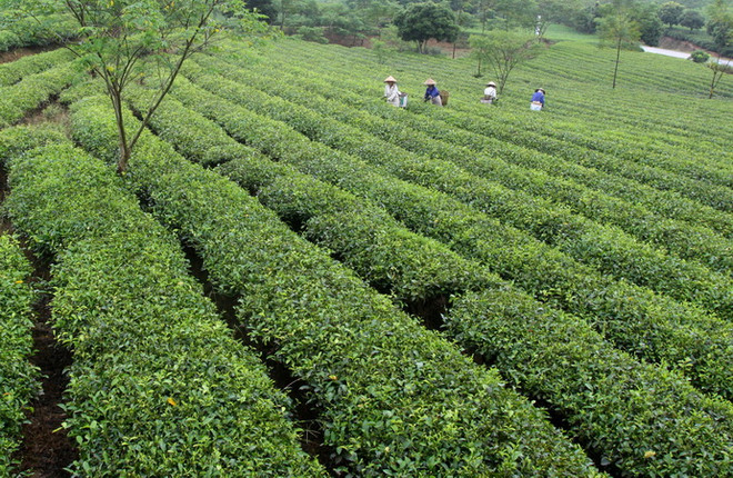 Hà Nội: Đưa tiến bộ khoa học kỹ thuật vào phát triển cây chè ảnh 1