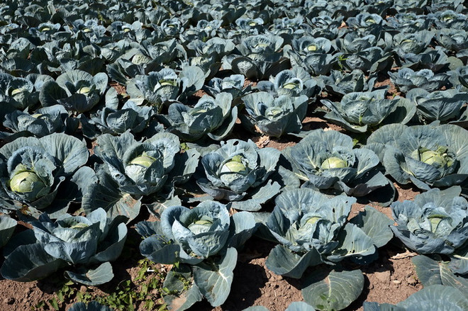 Giá thực phẩm lao dốc, EU hỗ trợ nông dân 500 triệu euro ảnh 1