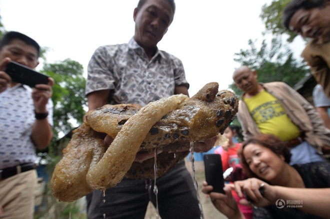 [Photo] Cận cảnh "quái vật" đuôi trong suốt xuất hiện ở Trung Quốc ảnh 2
