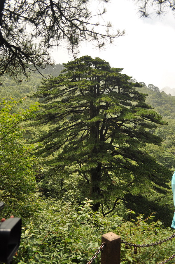 Khám phá thiên hạ đệ nhất kỳ sơn Trung Quốc - dãy Hoàng Sơn ảnh 3