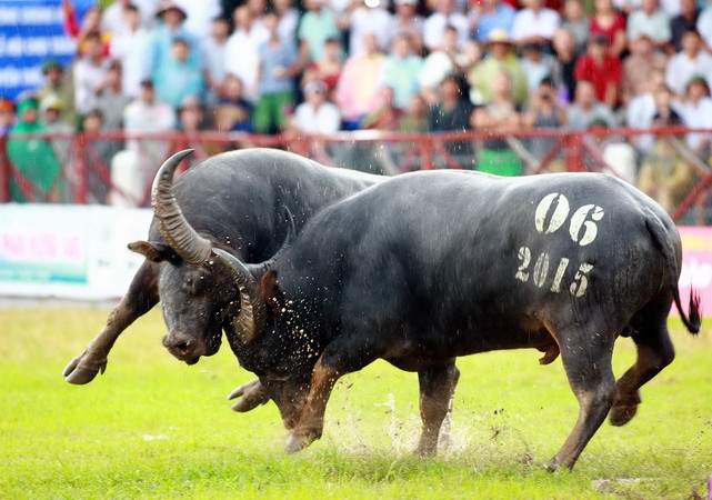 Nhiều bất ngờ thú vị trong lễ hội Chọi trâu Đồ Sơn 2015 ảnh 1