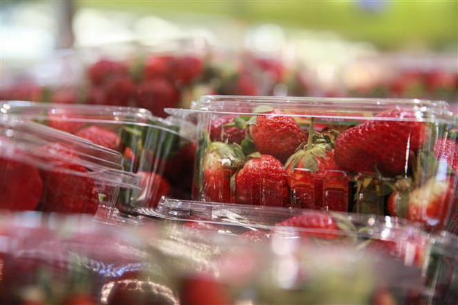 Sau Australia, New Zealand cũng phát hiện kim khâu trong trái dâu tây ảnh 1