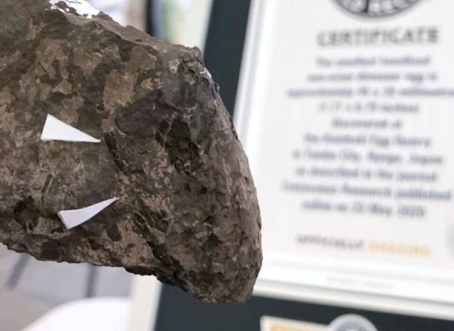 Guinness công nhận hóa thạch trứng khủng long ở Nhật nhỏ nhất thế giới ảnh 1