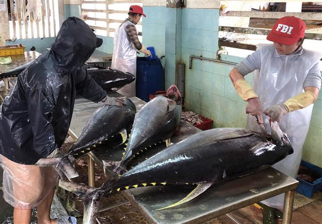 Gắn kết tiêu thụ cá ngừ đại dương tại thị trường nội địa ảnh 1