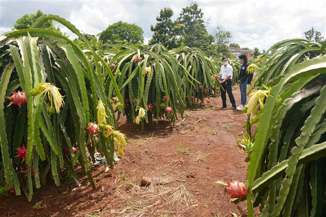 Đắk Lắk: Thanh long ứ đọng, rớt giá khiến nông dân lao đao ảnh 1