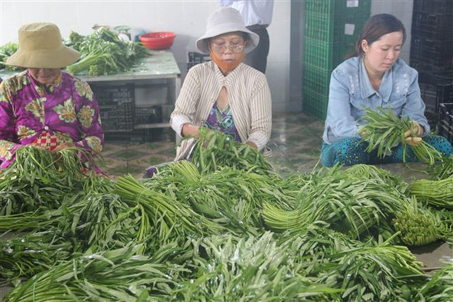 Nâng tầm nông sản ở các vùng chuyên canh tại Tiền Giang ảnh 1