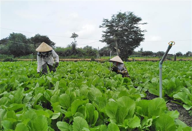 Nâng tầm nông sản ở các vùng chuyên canh tại Tiền Giang ảnh 2