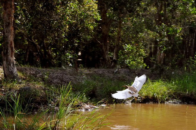 Trải nghiệm tour tham quan mùa nước nổi ở Vườn quốc gia Tràm Chim ảnh 2