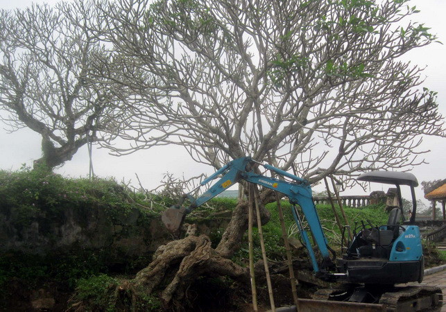 Thực hư thông tin cây sứ trăm tuổi ở Huế bị đào để biếu lãnh đạo ảnh 1