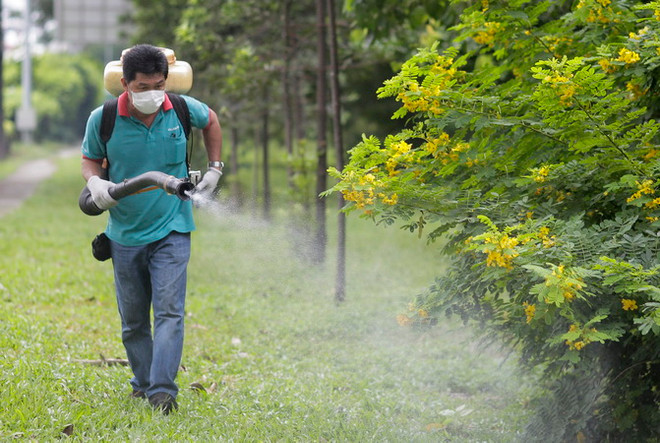 Toàn bộ người nhiễm Zika tại Singapore đều đã bình phục ảnh 1