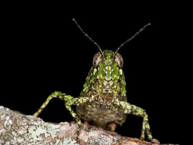 Google ra mắt bảo tàng trực tuyến về lịch sử tự nhiên Australia ảnh 1