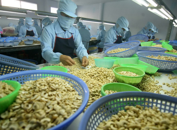 Các tỉnh Tây Nguyên mất mùa điều, nông dân chuyển sang trồng cây khác ảnh 1