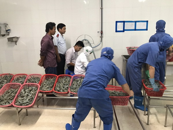 Bắt quả tang xe tải chở tôm sú bơm tạp chất đi tiêu thụ ảnh 1