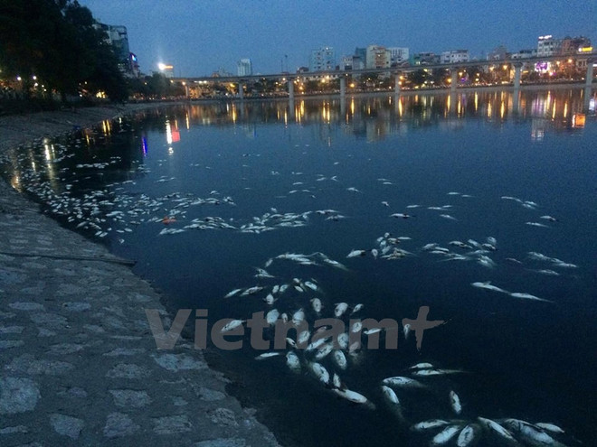 3 biện pháp cấp bách xử lý tình trạng cá chết tại hồ Hoàng Cầu ảnh 2