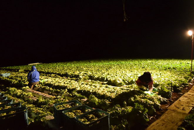 Câu chuyện thoát nghèo từ cây xà lách của người Nhật Bản ảnh 2