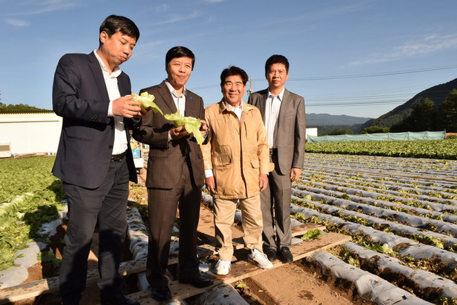Câu chuyện thoát nghèo từ cây xà lách của người Nhật Bản ảnh 3