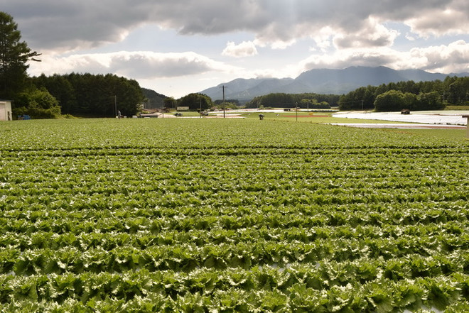 Câu chuyện thoát nghèo từ cây xà lách của người Nhật Bản ảnh 1