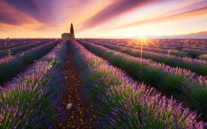 (Nguồn: telegraph.co.uk) Ai cần Paris khi đã có Provence đầy oải hương tím rực ảnh 1