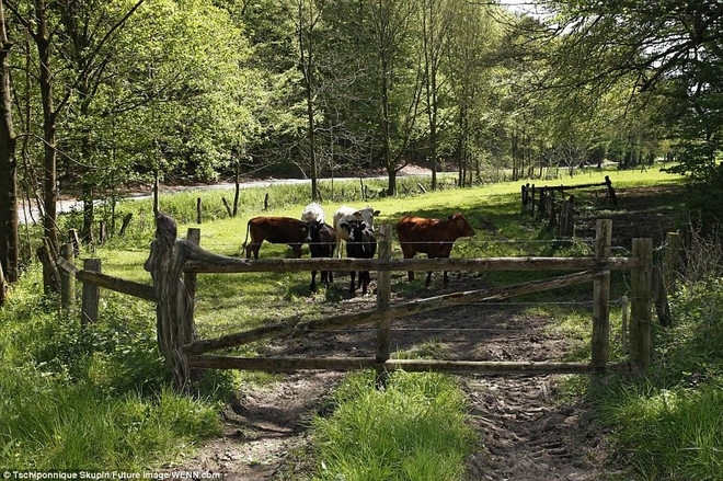 Thử tìm người mẫu khỏa thân trong những bức hình tại nông trại ảnh 1