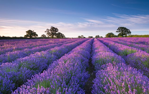 Một cánh đồng oải hương. (Nguồn: countrylife.co.uk) Ai cần Paris khi đã có Provence đầy oải hương tím rực ảnh 2