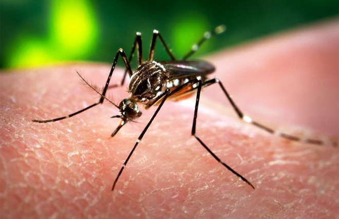 Trung Quốc phát hiện trường hợp nhiễm virus Zika đầu tiên ảnh 1