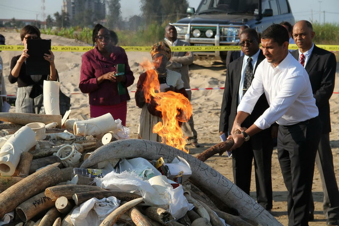 Zimbabwe thu giữ hơn 170kg ngà voi sắp chuyển sang Đông Nam Á ảnh 1