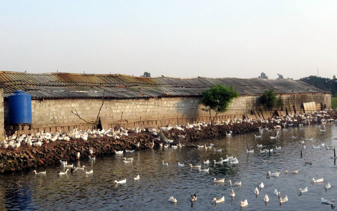 Thái Bình khống chế thành công ổ dịch cúm gia cầm A/H5N6 ảnh 1