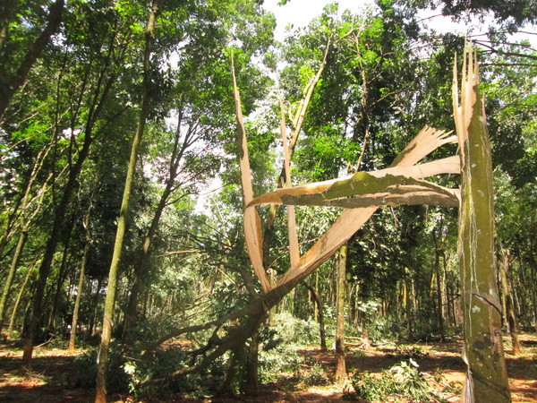 Dự án trồng cao su đại điền tại Phú Thọ thất bại hoàn toàn ảnh 1