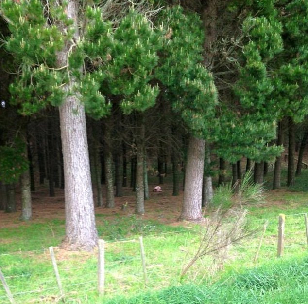 Trào lưu kỳ quặc lại xuất hiện: Chụp ảnh theo tư thế "gà khỏa thân" ảnh 6