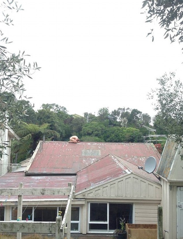 Trào lưu kỳ quặc lại xuất hiện: Chụp ảnh theo tư thế "gà khỏa thân" ảnh 3