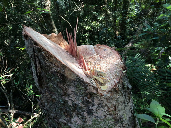 Rừng phòng hộ Đại Ninh bị tàn phá với tốc độ "chóng mặt" ảnh 1