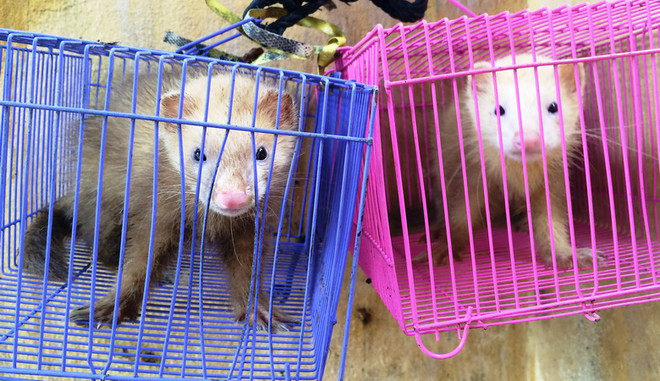 Phát hiện nhiều cá thể động vật quý hiếm trong vali khách du lịch ảnh 1