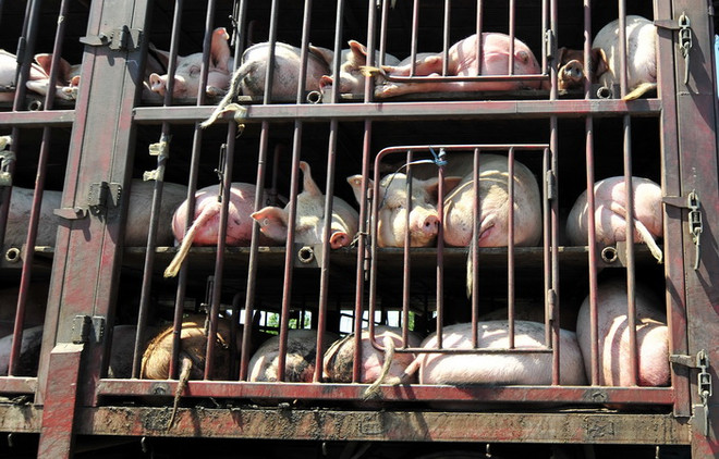 FAO: Dịch cúm lợn tại Trung Quốc có khả năng lan rộng tại châu Á ảnh 1