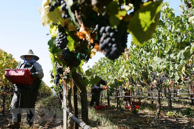 Các đối tác Mỹ hối thúc tạo thuận lợi cho xuất khẩu nông sản sang Cuba ảnh 1