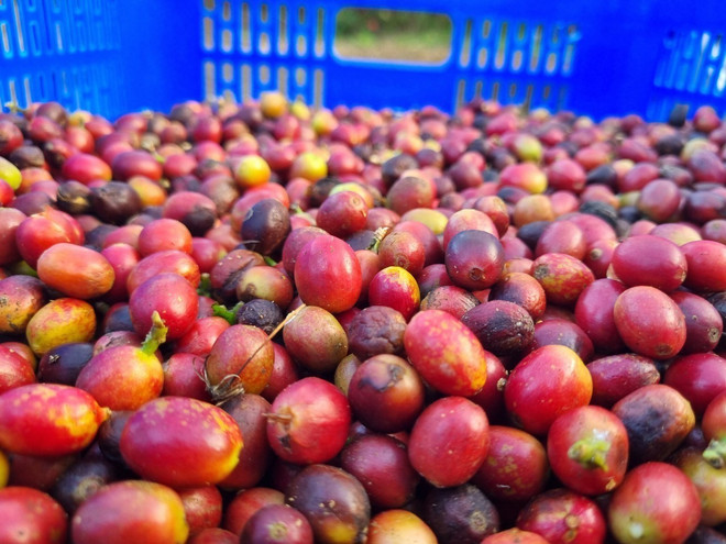 Thu hoạch càphê chín ở Kon Tum. (Ảnh: Dư Toán/TTXVN) ttxvn_ca_phe.jpg
