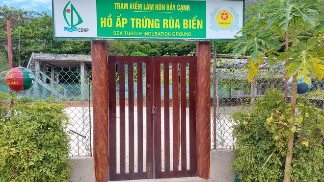Hồ ấp trứng rùa tại Trạm Kiểm lâm Hòn Bảy Cạnh-Ban Quản lý Vườn Quốc gia Côn Đảo. (Ảnh: Huỳnh Sơn/TTXVN) ttxvn_rua_bien_2.jpg