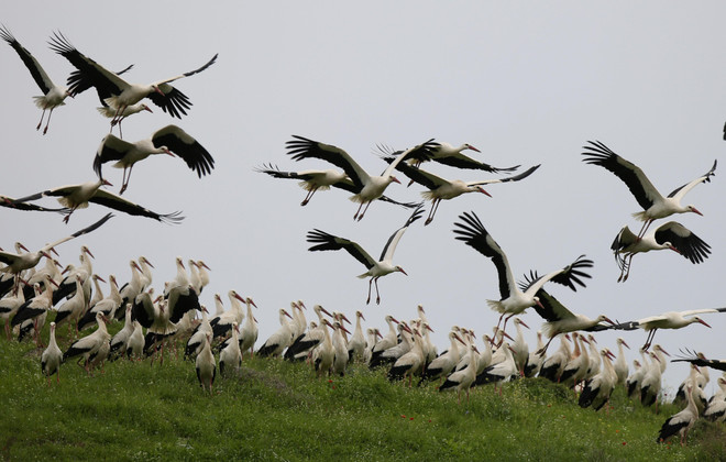 Những hình ảnh về chuyến di cư mùa Xuân của loài hạc trắng ảnh 4