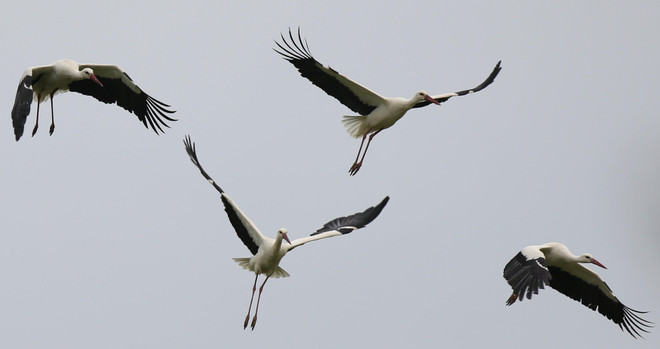Những hình ảnh về chuyến di cư mùa Xuân của loài hạc trắng ảnh 2
