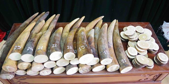 Hải quan Đà Nẵng phát hiện hơn 9 tấn hàng hóa nghi là ngà voi ảnh 1