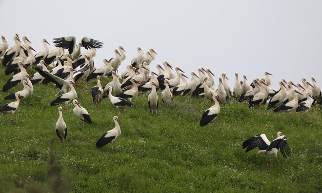 Những hình ảnh về chuyến di cư mùa Xuân của loài hạc trắng ảnh 1