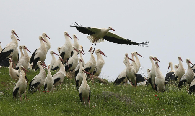 Những hình ảnh về chuyến di cư mùa Xuân của loài hạc trắng ảnh 3